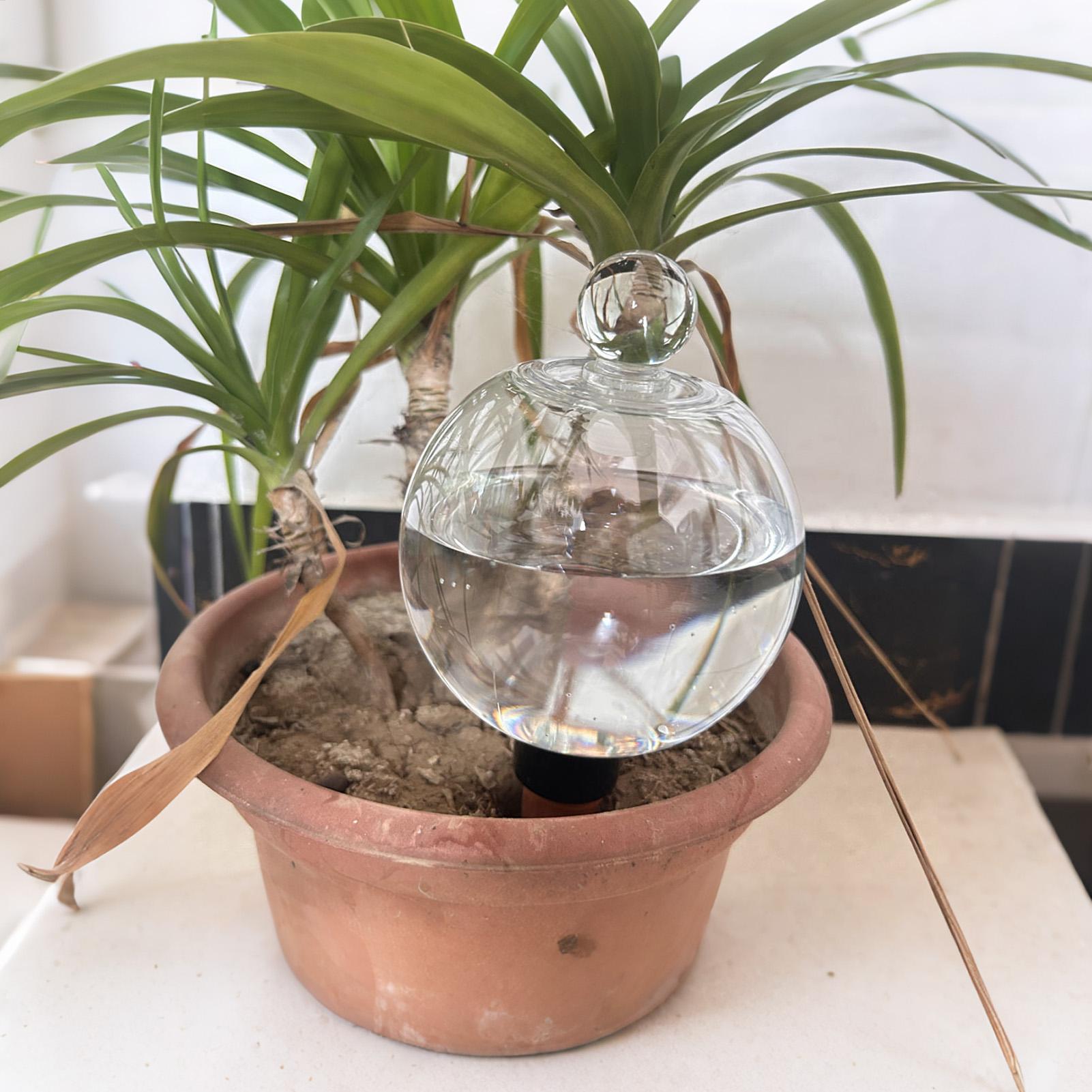 Plant Watering Bulbs 4pcs 500m - đánh giá và giá Echeveria Succulent